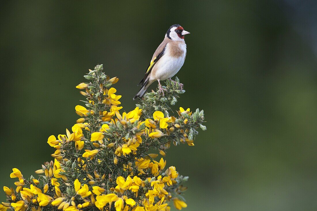 Goldfinch Carduelis carduelis on Gorse