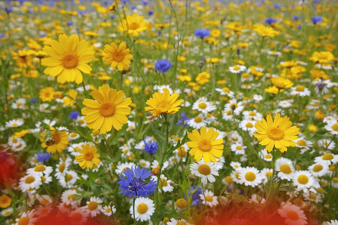 Corn Marigold, Corn flower,Corn Chamomile,and Poppies in Meadow
