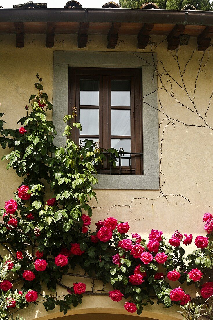 Section of a facade covered with red, climbing roses and a window