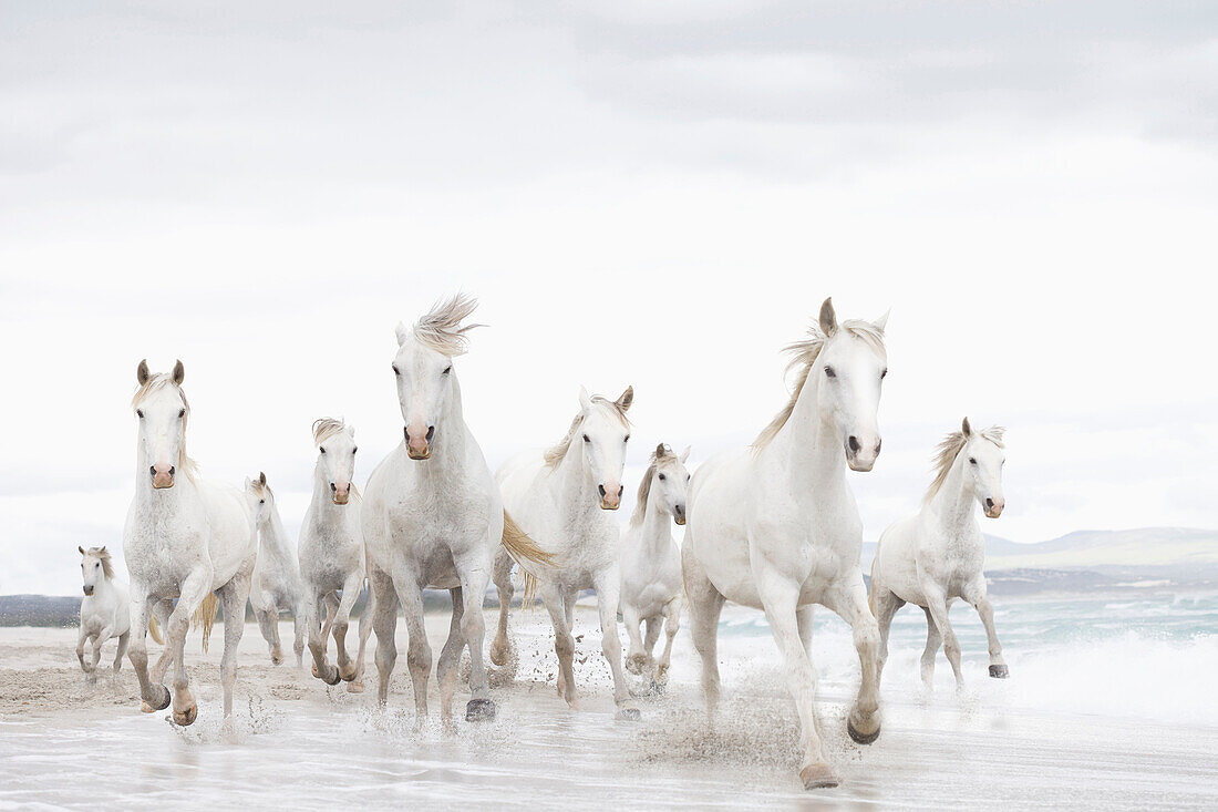 White horses, running, beach, sea, surf