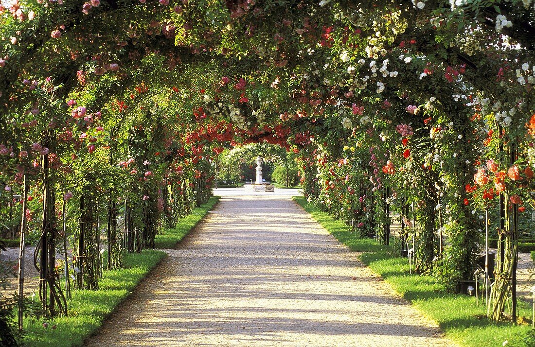 Romantic pergola with blooming roses and a view of a fountain