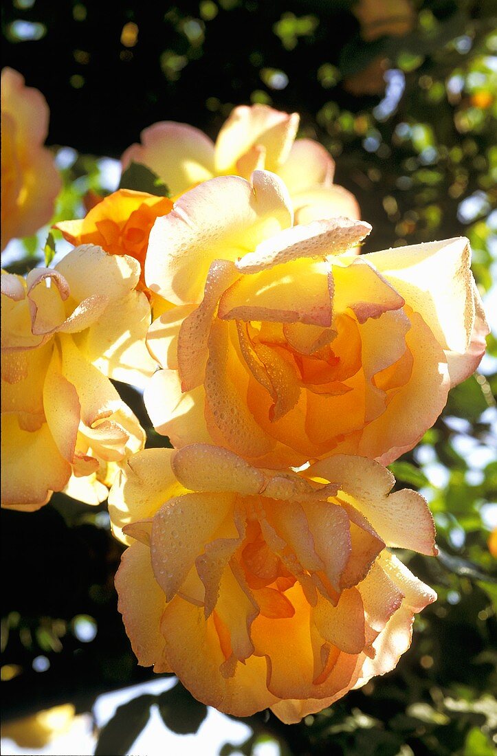 Yellow roses