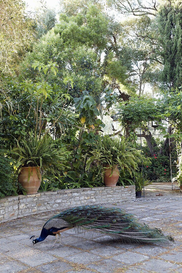 Peacock on a stone terrace and planters on a garden wall