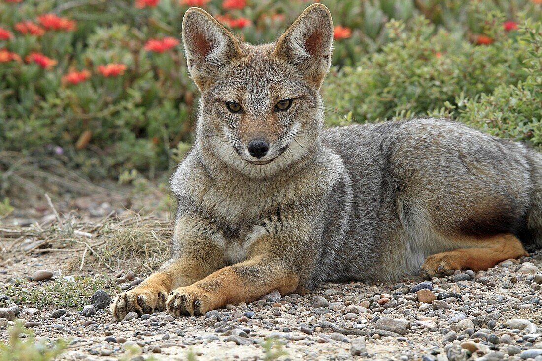 Argentine grey fox  Dusicyon griseus  family : canidae  order :carnivora.