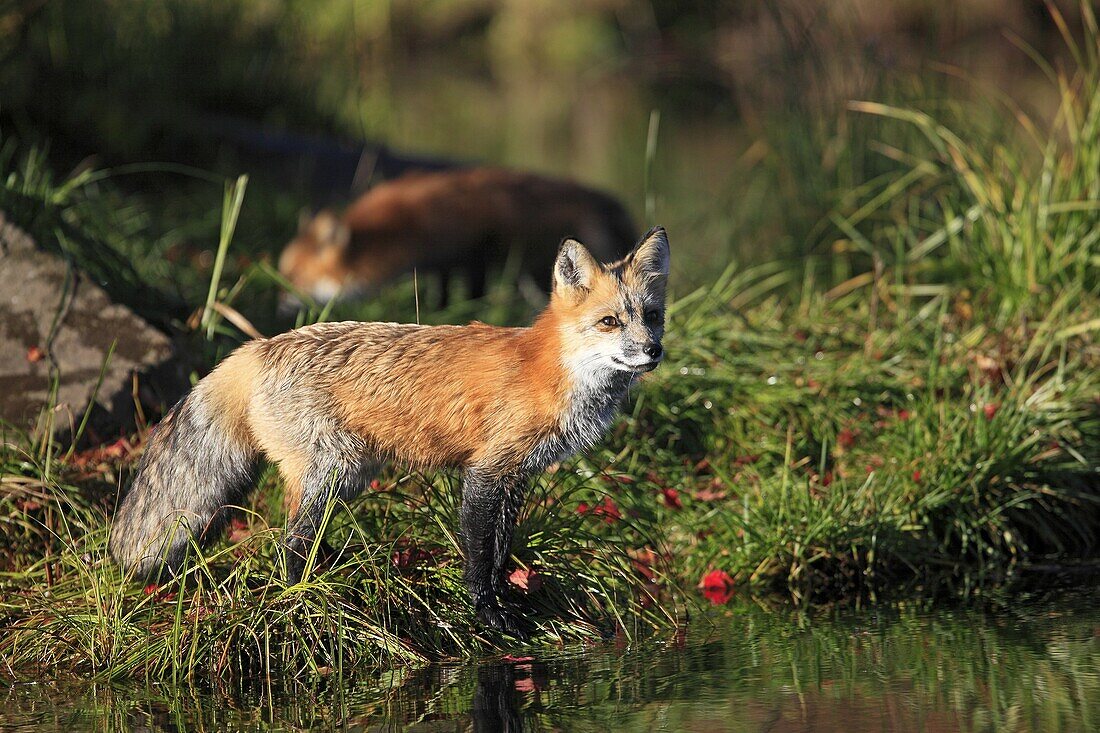 Red Fox  Adult  Vulpes vulpes  Order : Carnivora  Family : Canidae.