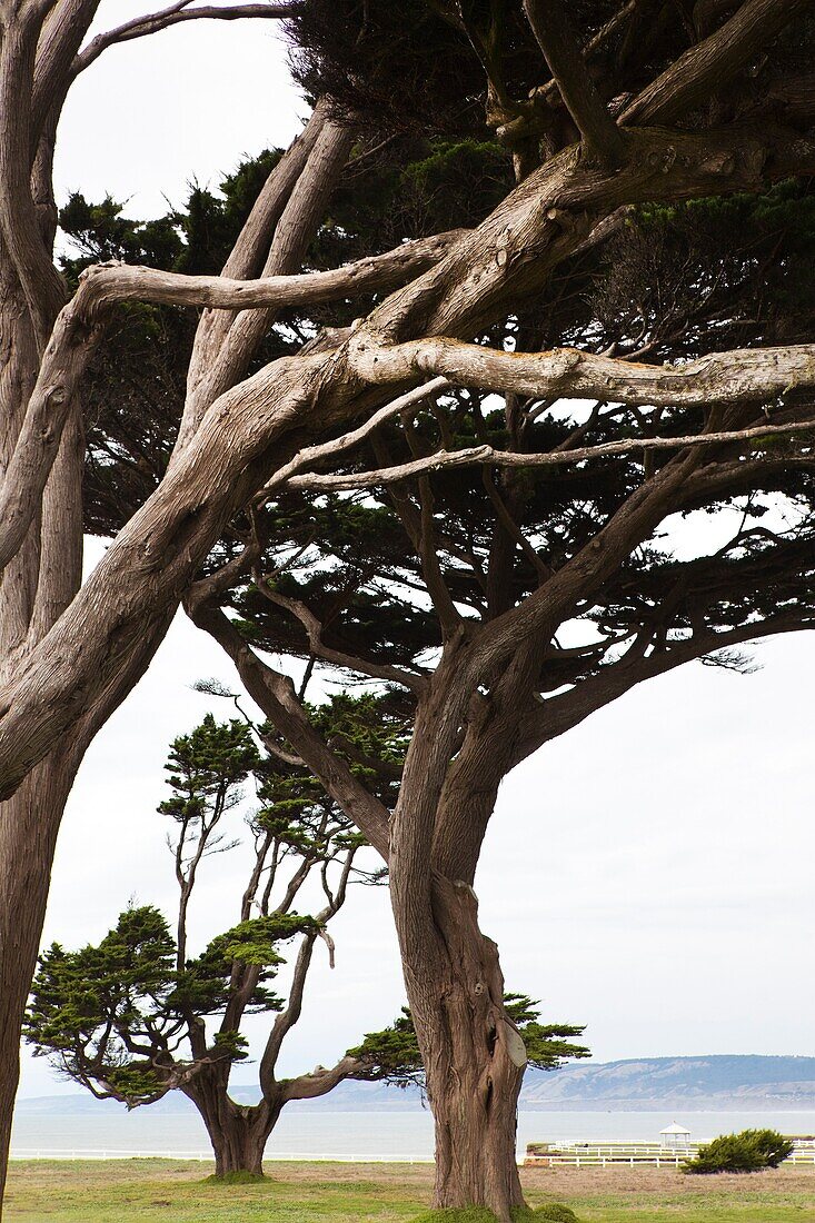 USA, California, Northern California, North Coast, Point Arena, coastal landscape