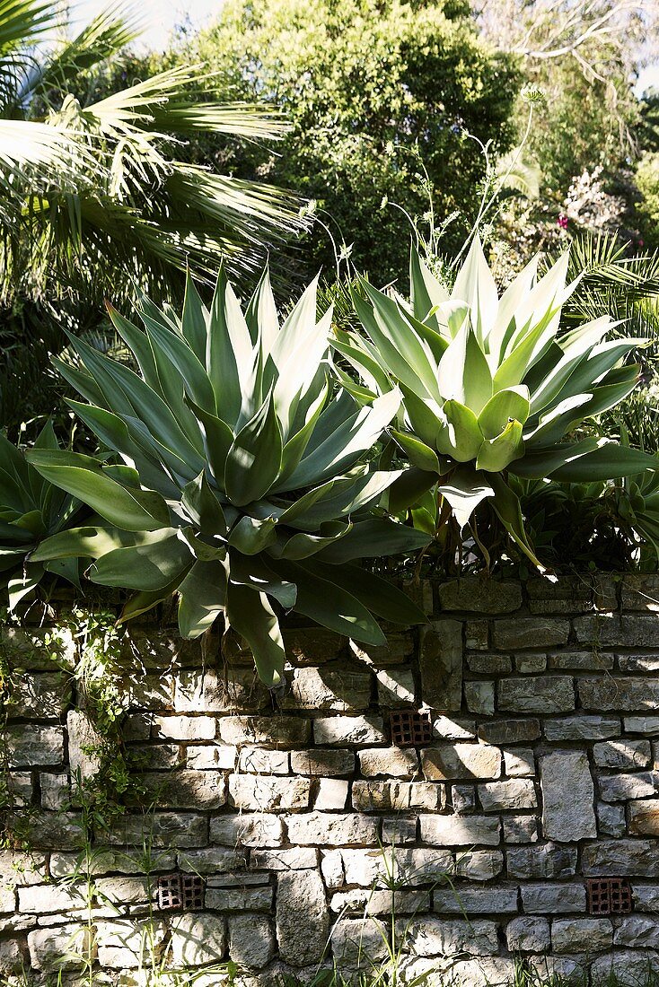 Agave plants on a natural stone wall