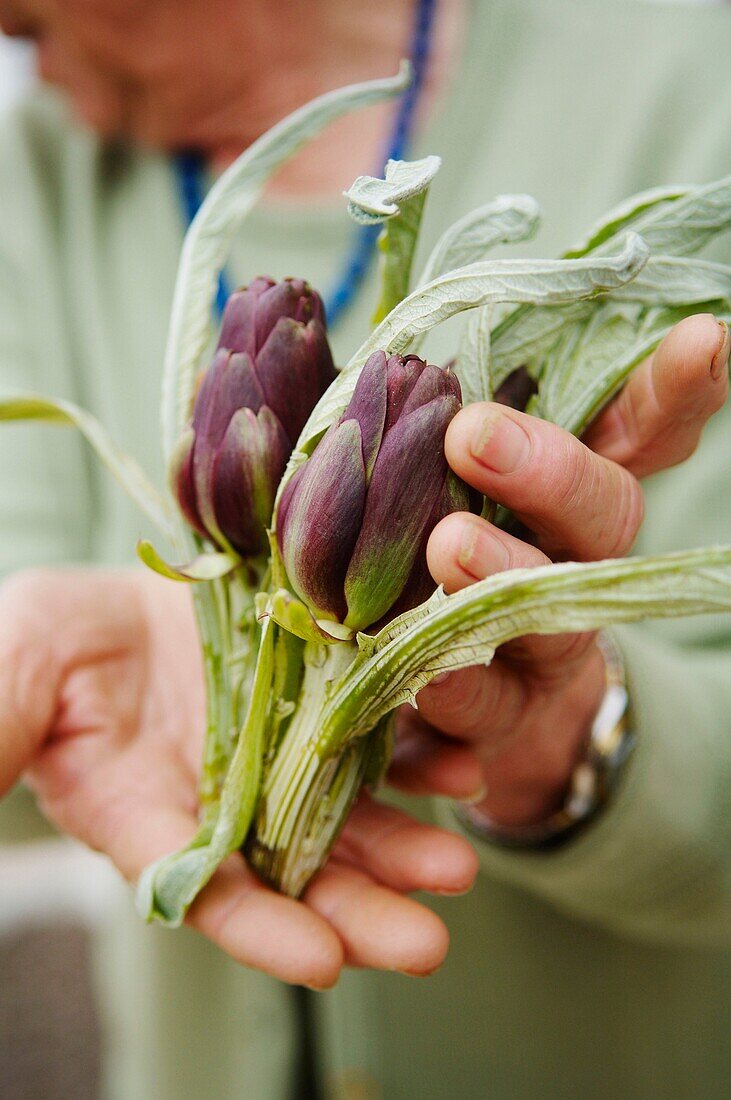 Italy, Venice, Laguna, Islands, castraure, artichokes of Sant Erasmo , producers ivana zanella, ampelio zanella.