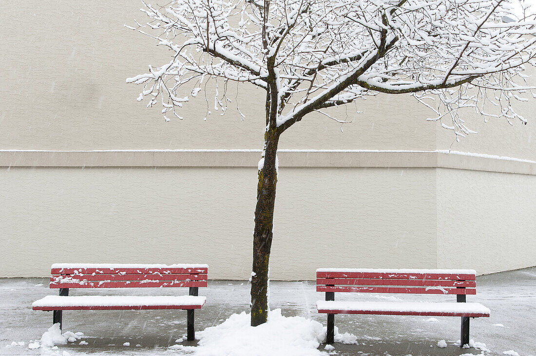 Canada, BC, Delta. Snow day in Ladner. Two park benches and a bare tree.