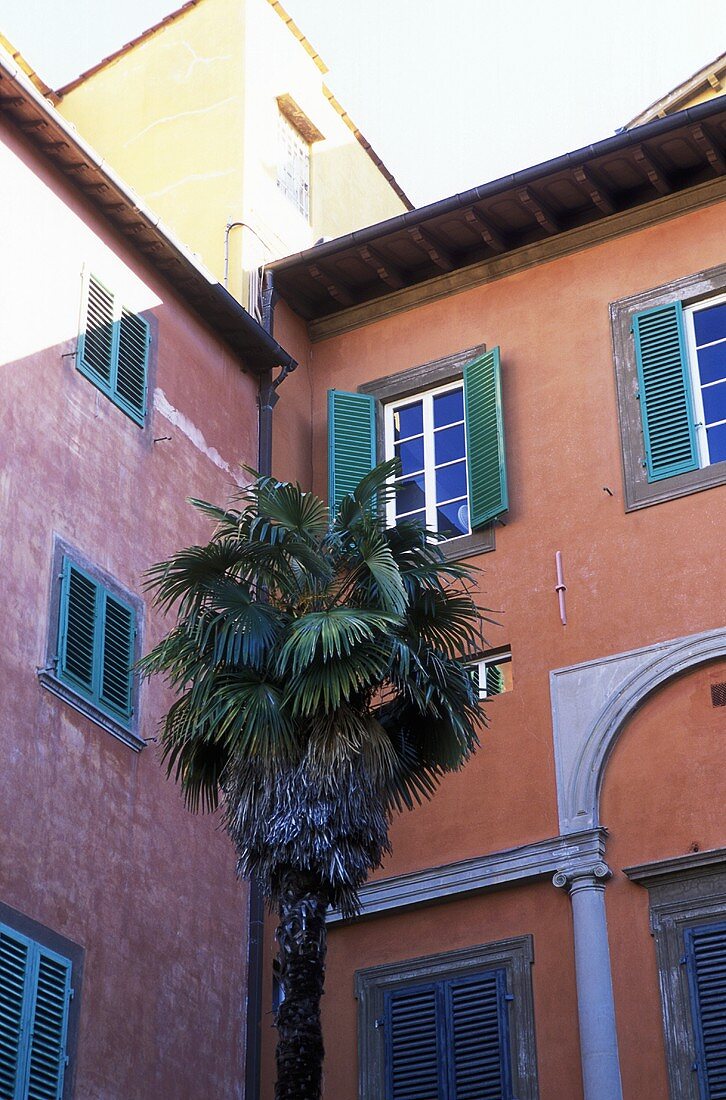 Palms in the corner of a courtyard with red house facades