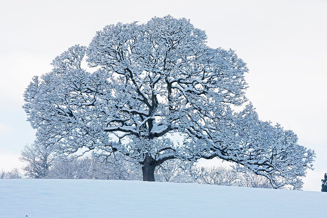Winter scene - Herefordshire - England - UK.