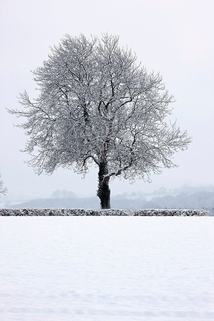 Winter scene - Snow on mature oak Quercus - Hereforeshire - UK - December 2010.