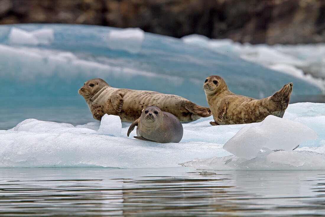 Alaska , Tracy Arm glacier , Fords Terror Wilderness region , Harbor seal Phoca vitulina on piece of ice.