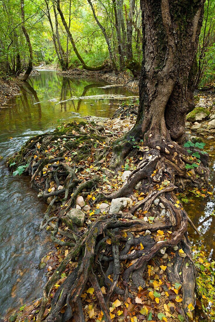 Alders in forest, upper Rudron river, Hoces del Alto Ebro y Rudron Natural Park, Burgos province, Castilla-Leon, Spain