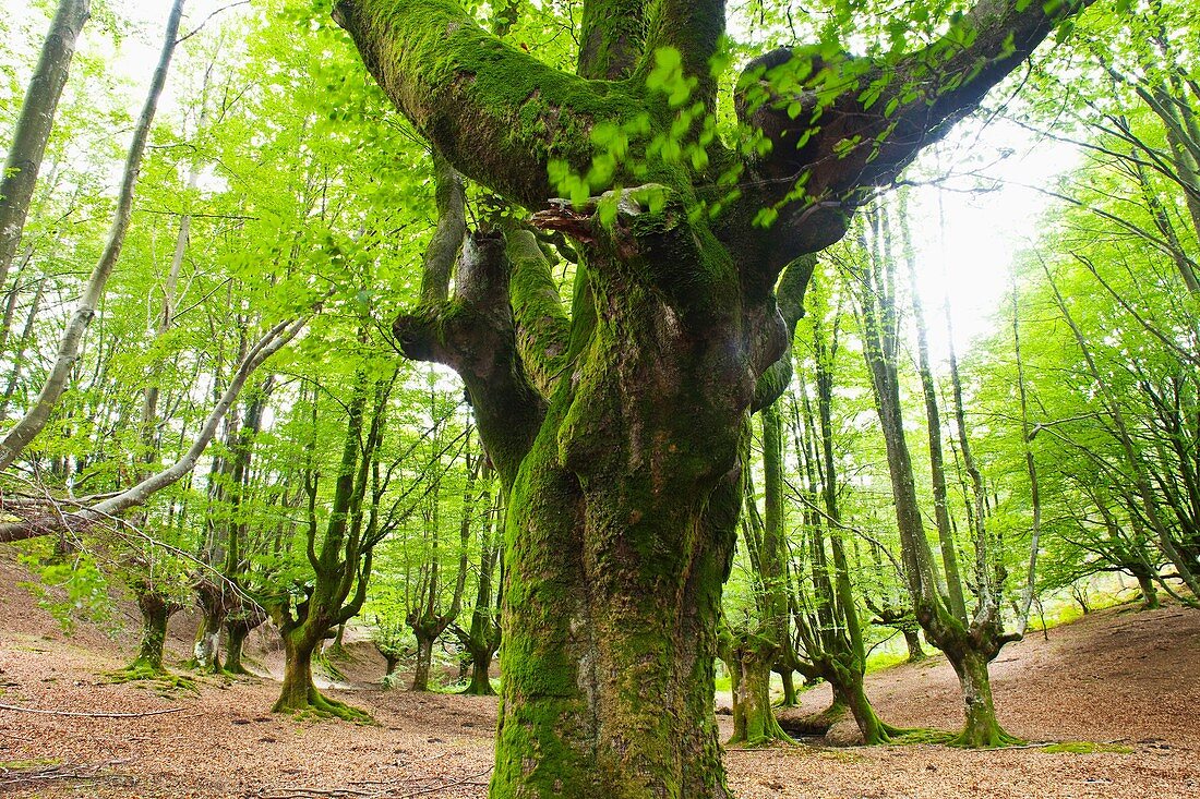 Beech forest, Barazar, Gorbeia, Basque Country, Spain