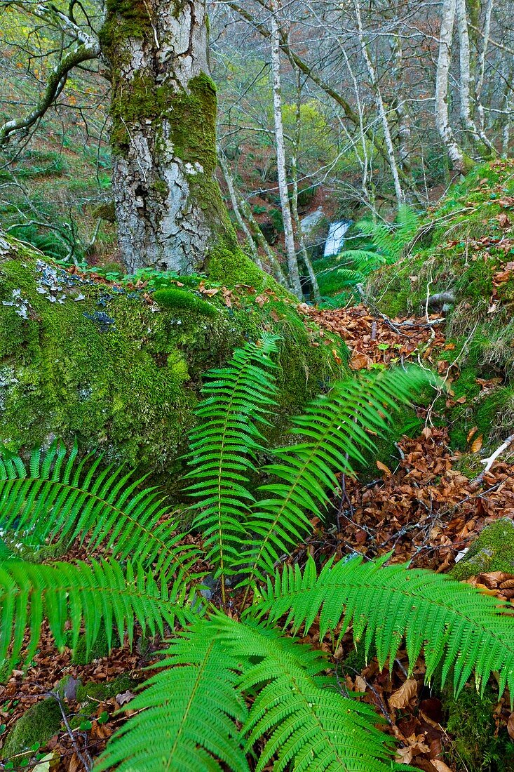 Atlantic forest in autumn in the Saja-Besaya Natural Park, Cantabria, Spain