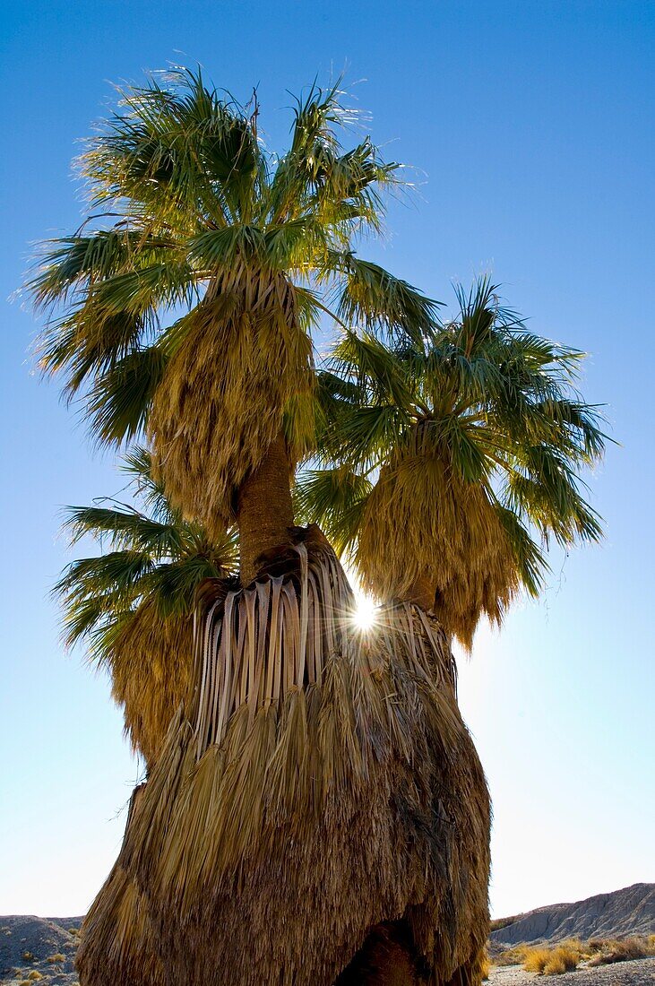 Sunlight through Desert Fan Palm trees Washingtonia filifera at 17 Palms Oasis, Anza Borrego Desert State Park, San Diego County, California