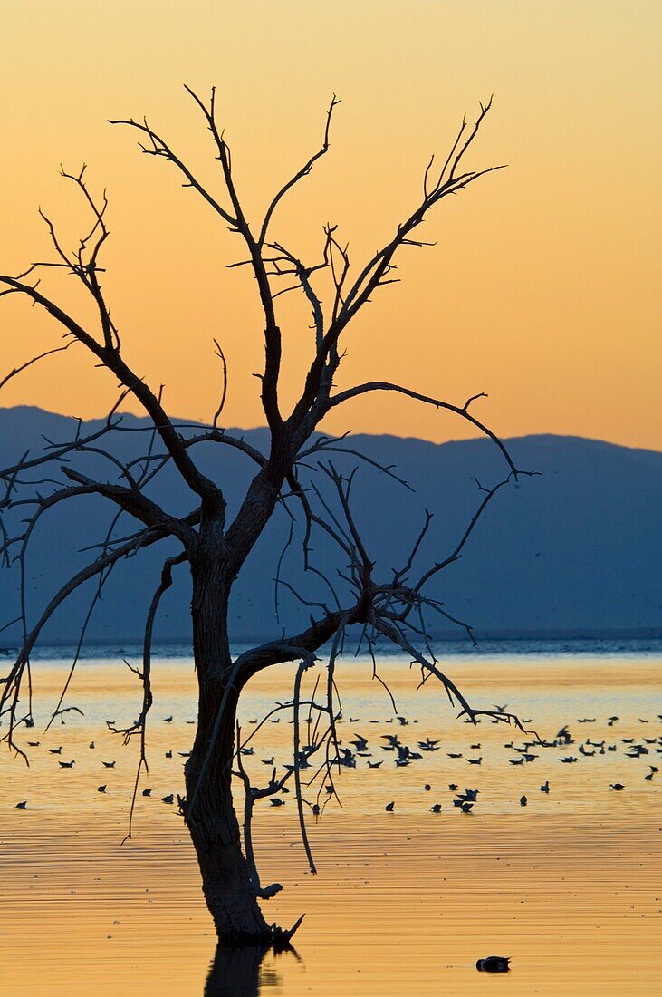 Birds and barren tree at sunset at the Salton Sea, Imperial Valley, California