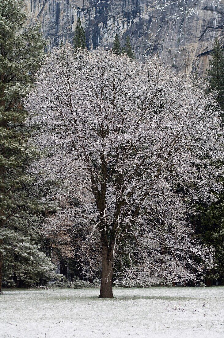 Frosted trees after a spring snow storm, Yosemite Valley, Yosemite National Park, California