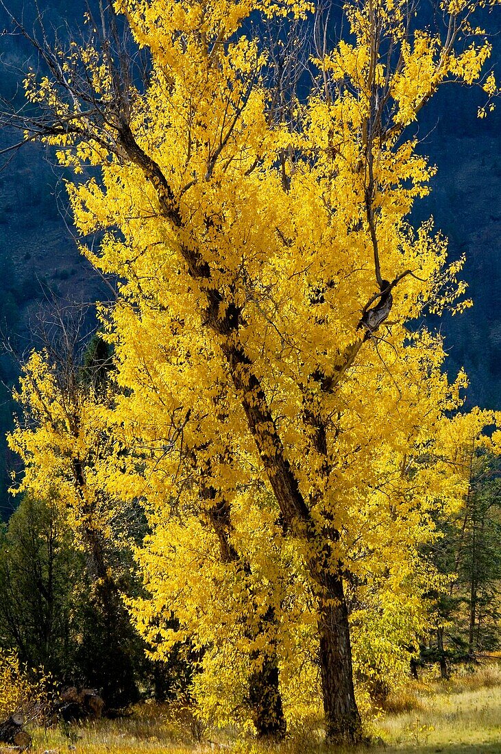 Fall colors in the Shoshone National Forest, near Cody, Wyoming