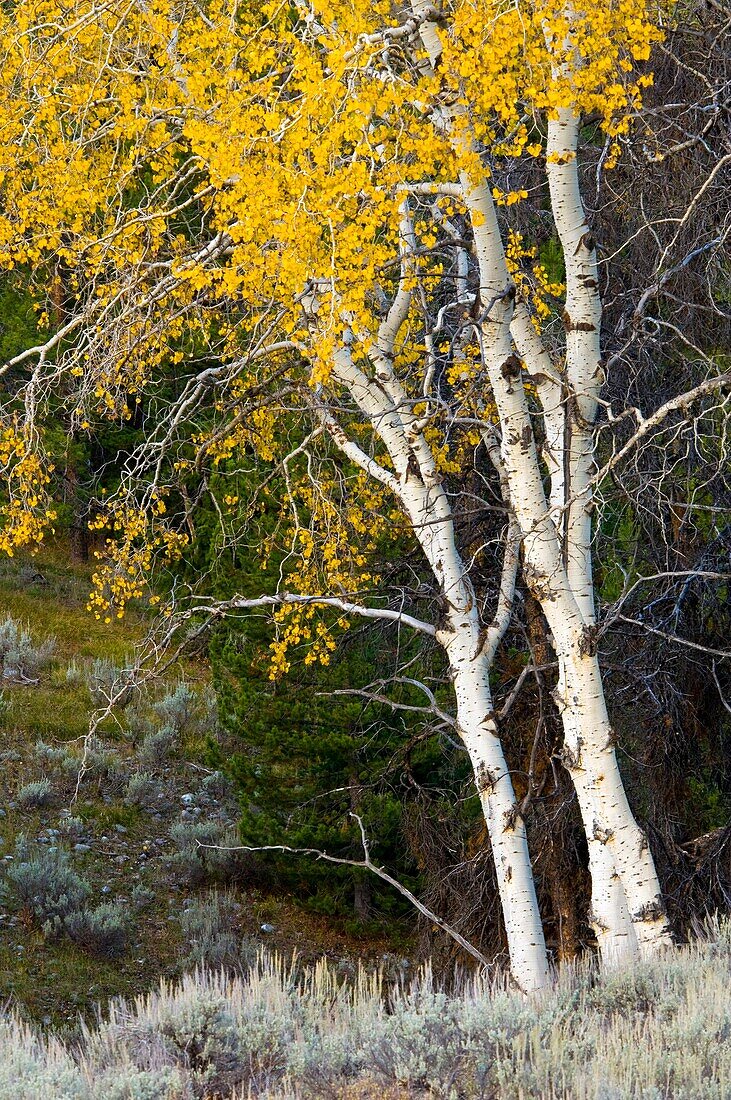 Aspen tree in fall, Grand Teton National Park, Wyoming