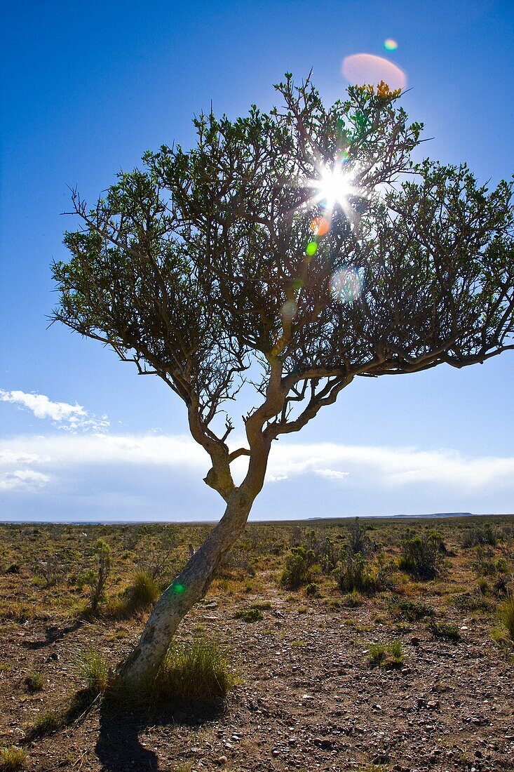 Tree shaped by the wind, Ria Deseado Provincial Nature Preserve, Puerto Deseado, Patagonia, Argentina