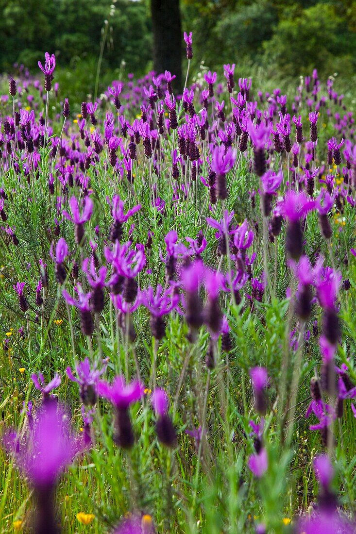 Lavender (Lavandula angustifolia) in a meadow in spring, Extremadura, Spain