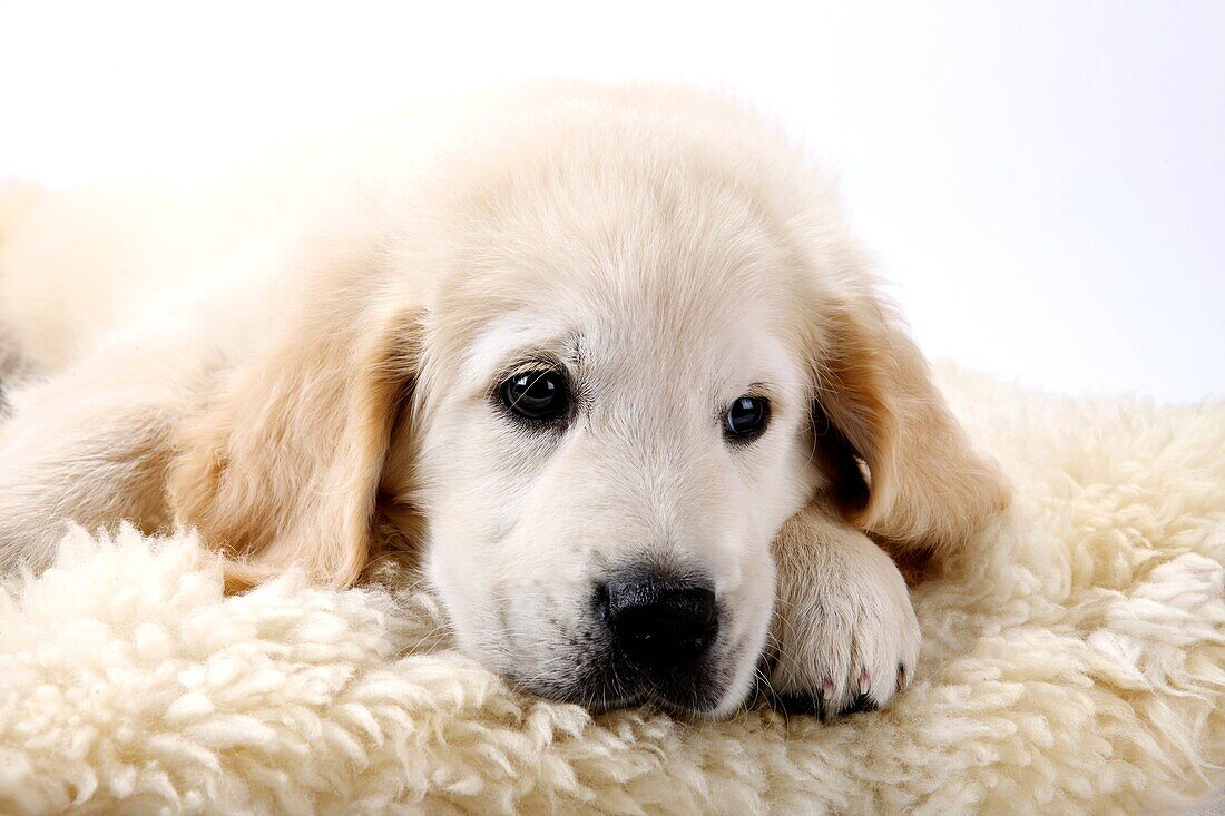 Golden Retriever Welpe