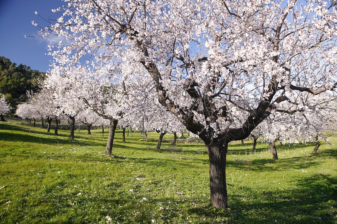 Mandelblüte auf Mallorca