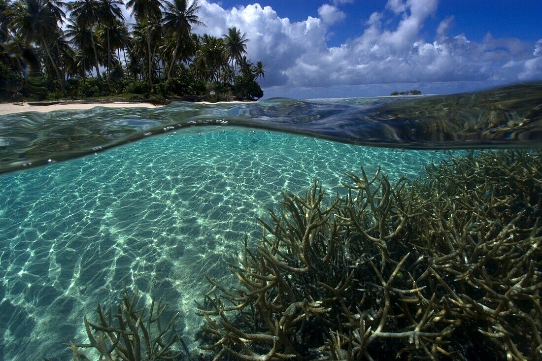 Split image of staghorn coral, Acropora sp , and island, Truk lagoon, Chuuk, Federated States of Micronesia, Pacific