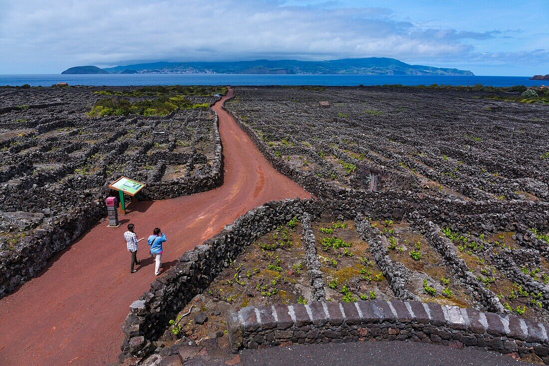 Landscape of the Pico Island Vineyard Culture has been classified by UNESCO as a World Heritage Site since 2004, Pico Island, Azores Archipelago, Portugal, Europe.