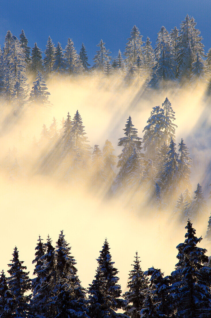 Verschneiter Tannenwald, Gurnigel, Schweiz