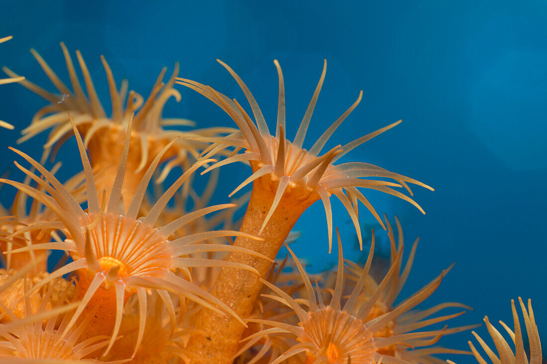 Yellow Cluster Anemones, Parazoanthus axinellae, Tamariu, Costa Brava, Mediterranean Sea, Spain