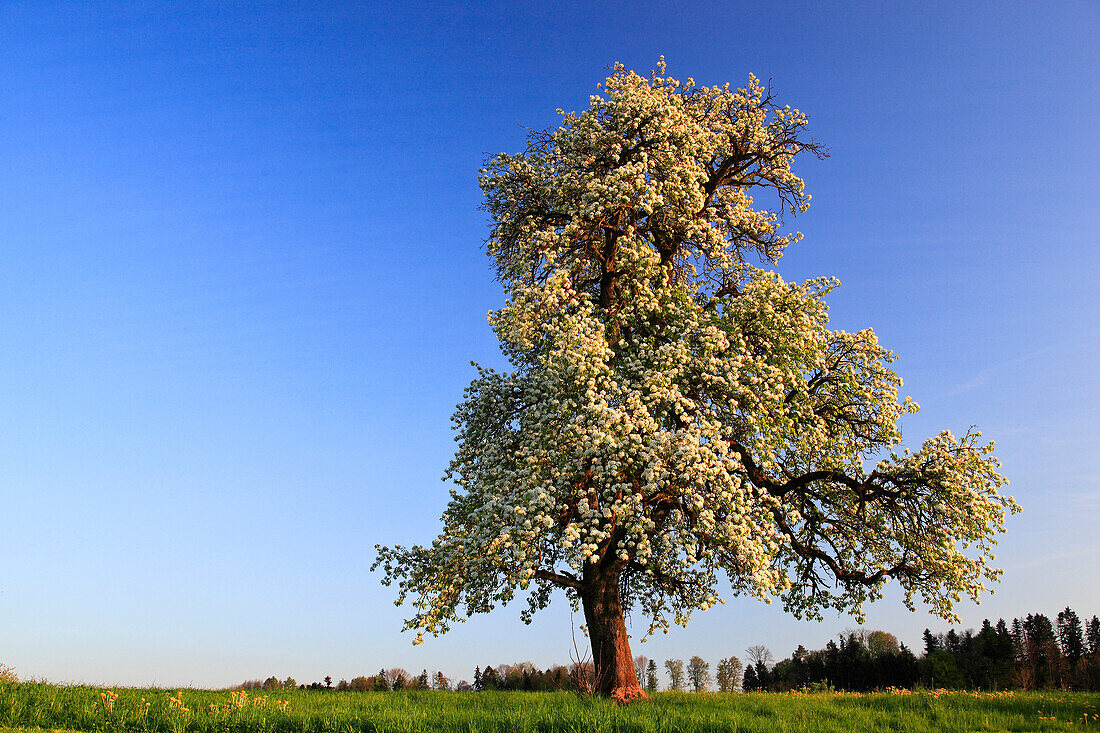 agrarian, tree, pear tree, pear, light bulb, pears, light bulbs, blossom, flourish, flower splendour, field, flora, spring, crowfoot, sky, pomes, agriculture, nature, fruit, fruit_tree, Oetwil am See, plant, Pyrus domestica, Ranunculus acris, sharp crowfo