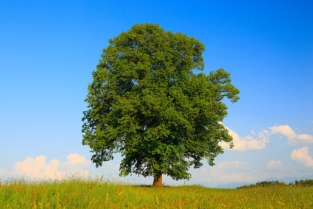 Tree, spring, sky, lime_tree, plant, Switzerland, trunk, tribe, Tilia cordata Mill., width, broadness, blue sky, one, green, blue, strikingly, prominet, stocky