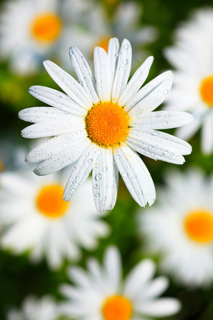 Leucanthemum vulgare (Margeriten)