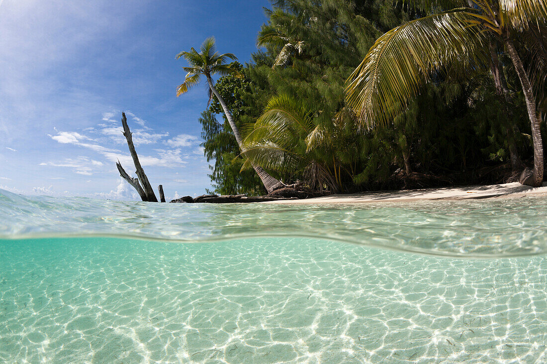 Lagune und Palmenstrand, Mikronesien, Palau, Lagoon and Palm_lined beach, Micronesia, Palau