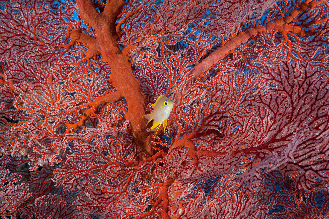 Goldener Riffbarsch vor Knotenfächer, Amblyglyphidodon aureus, Peleliu Wall, Mikronesien, Palau, Golden Damsel and Sea Fan, Amblyglyphidodon aureus, Peleliu Wall, Micronesia, Palau