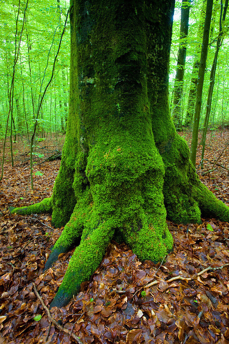 Sihlwald, Switzerland, Europe, canton Zurich, nature reserve, wood, forest, trees, beeches, forest ground, sheets, leaves, trunk, moss, spring