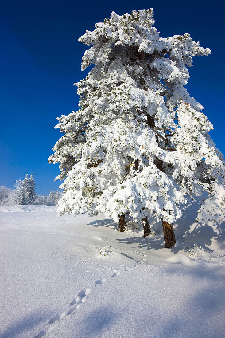 Saint Brais, Switzerland, Europe, canton Jura, trees, snow, hoarfrost, cold, winter, tracks, traces, animal tracks