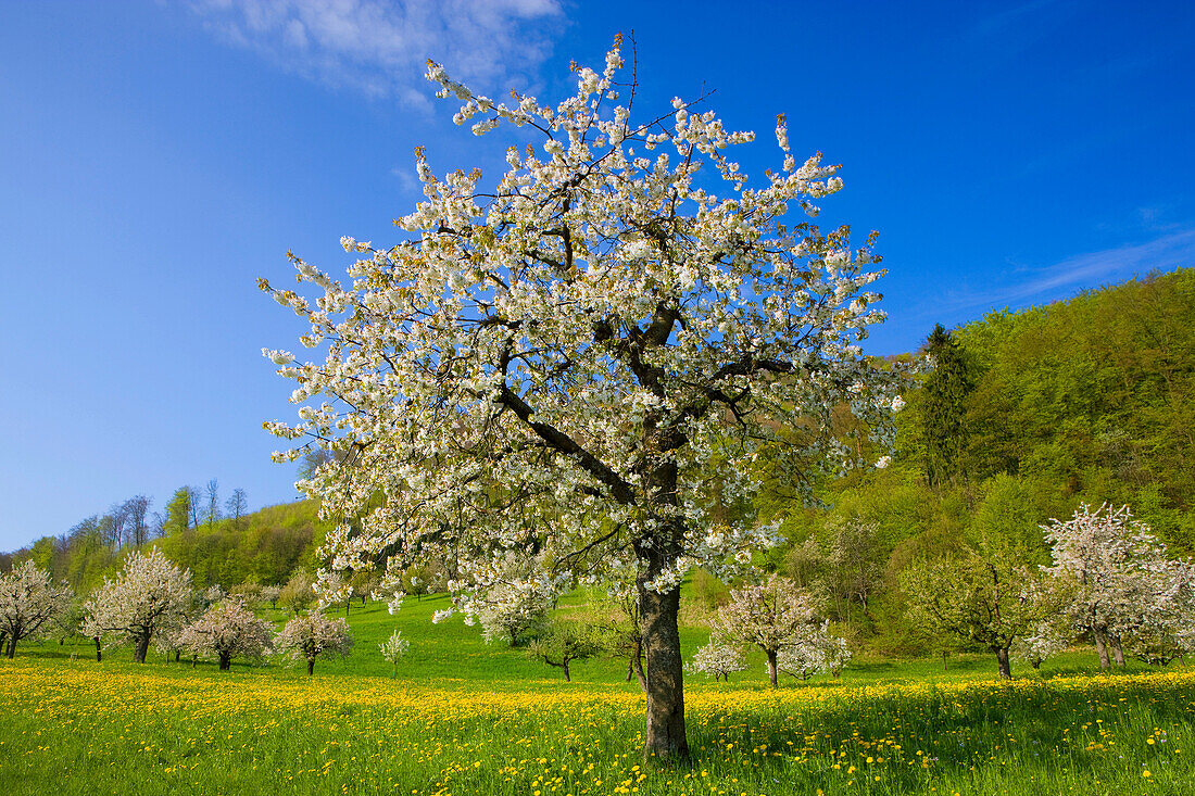 Saint Pantaleon, Switzerland, Europe, canton Solothurn, meadow, orchard, blossoming, fruit_trees, cherry trees, spring