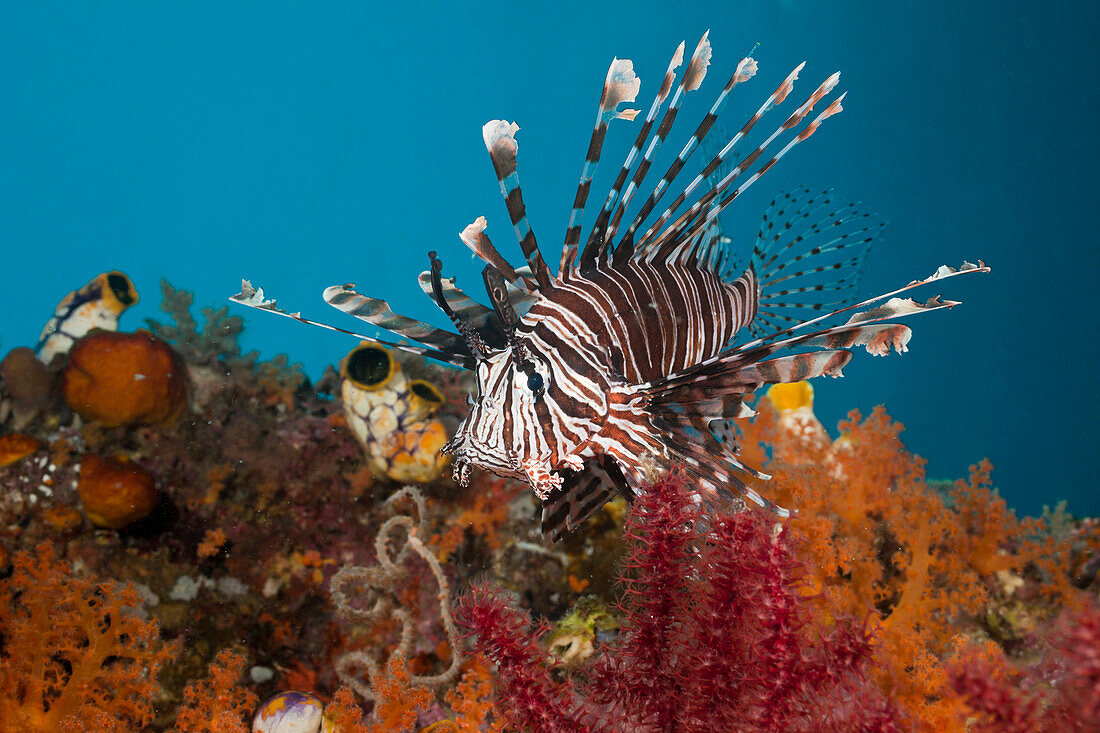 Scuba Diver in Grotto, Raja Ampat, West Papua, Indonesia