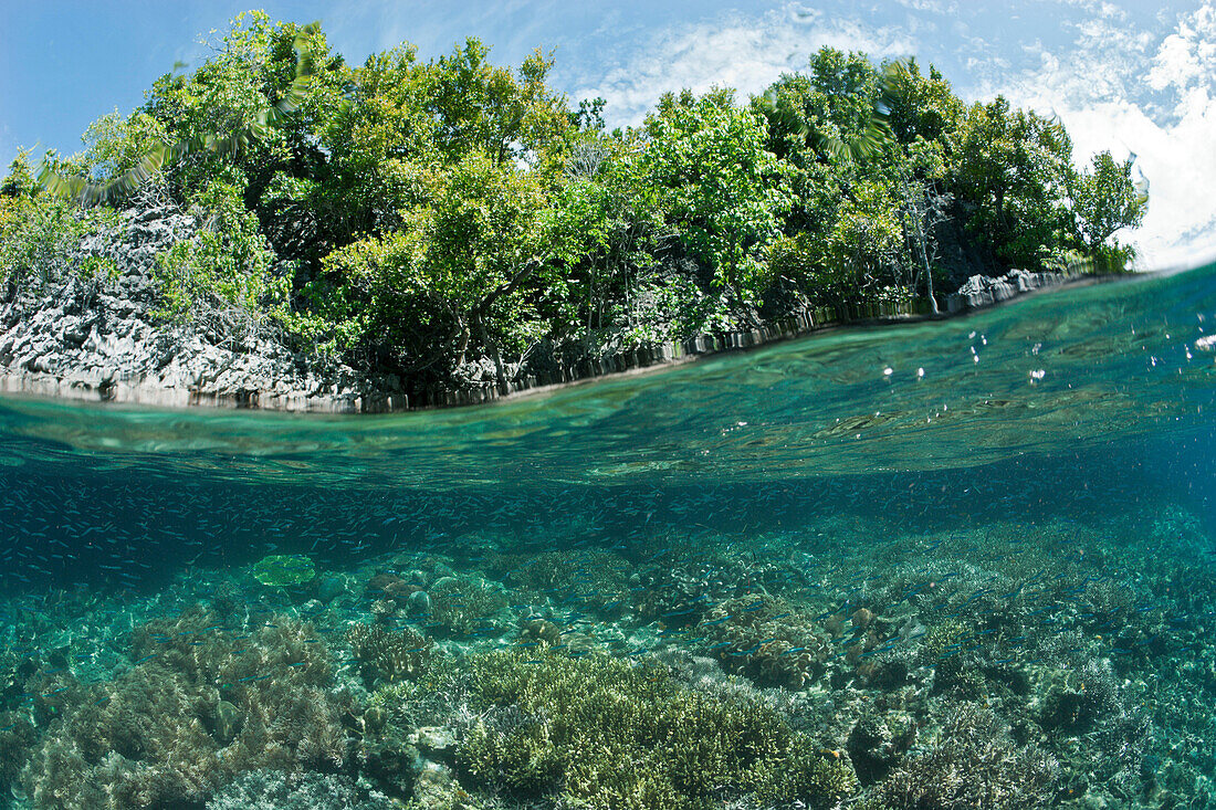 Shallow Coral Reef, Raja Ampat, West Papua, Indonesia