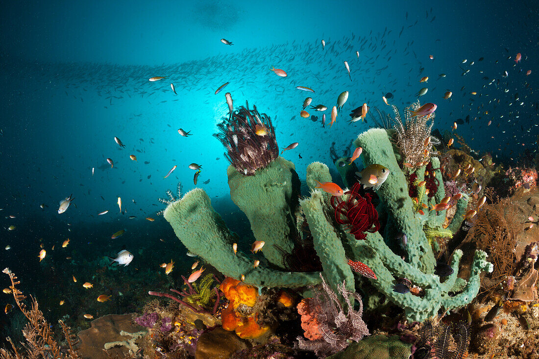 Coralreef with Sponge, Raja Ampat, West Papua, Indonesia