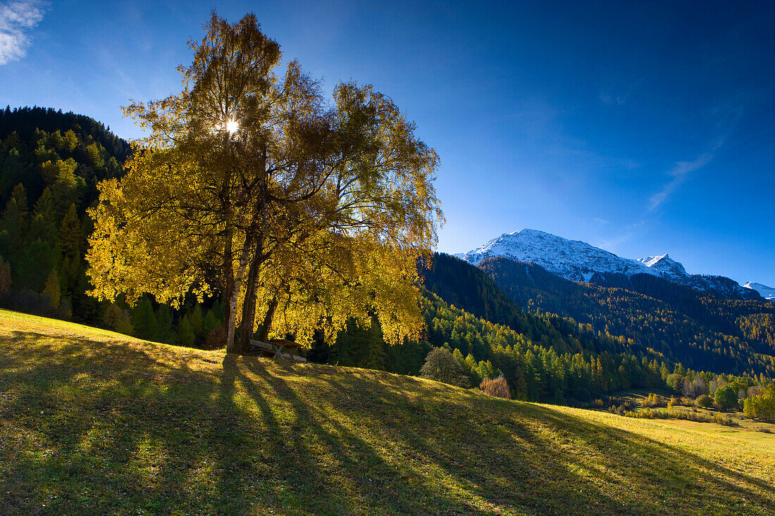 Sta. Maria, Switzerland, canton Graubünden, Grisons, , Münster valley, trees, birches, mountains, wood, forest, , meadows, autumn