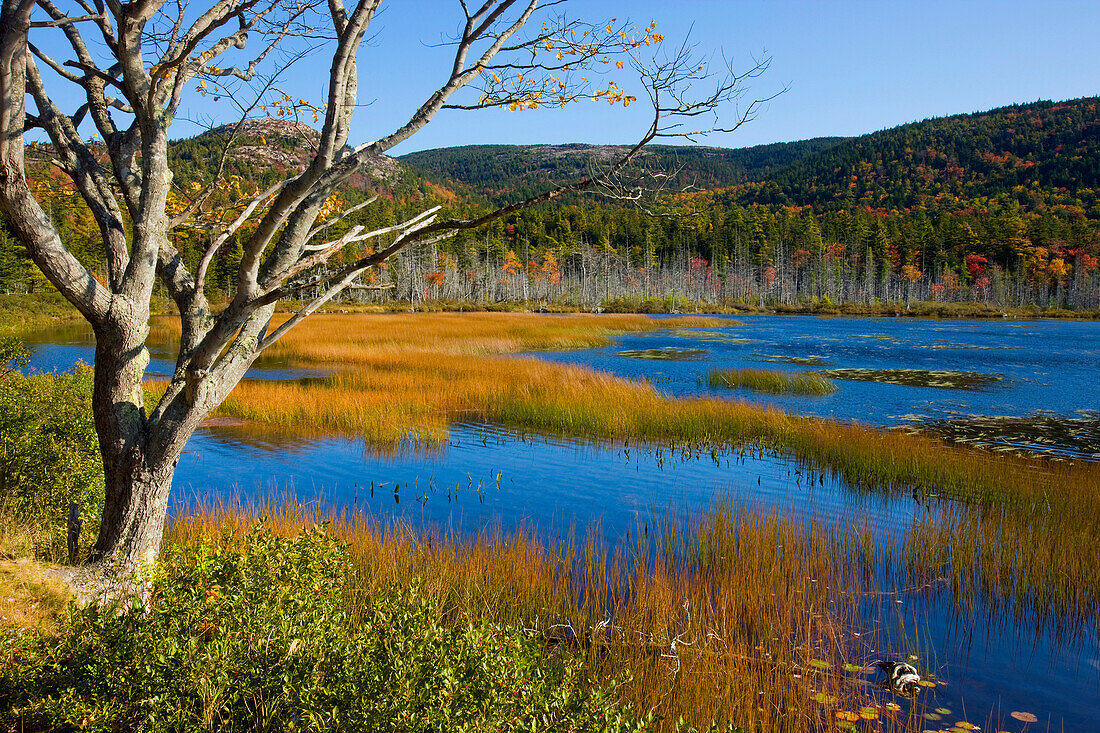 Upper Hadlock Pond, USA, Amerika, Vereinigte Staaten, Maine, Acadia Nationalpark, See, Seeufer, Baum, Verlandung, Binsen, Herbst