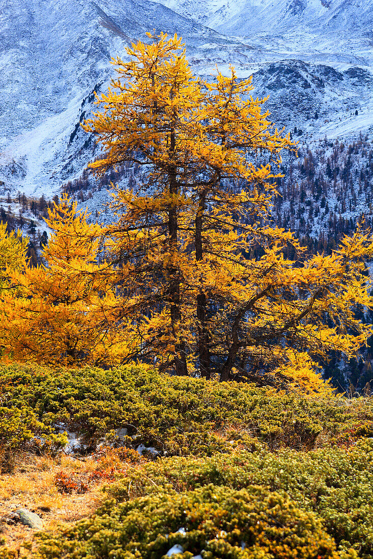 Alps, cutting, part, tree, mountain, mountains, flora, trees, flora, mountains, autumn, autumn colors, autumn wood, Indian summe