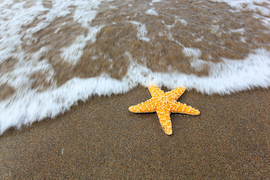 Detail, coast, macro, bull, bulls, patterns, close_up, nature, North, sand, sand beach, Scotland, starfish, starfish California,