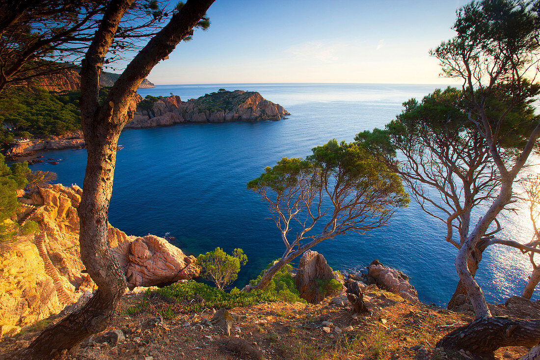 Aigua_xellida, Spain, Europe, Catalonia, Costa Brava, sea, Mediterranean Sea, coast, rock coast, morning light, trees, pines