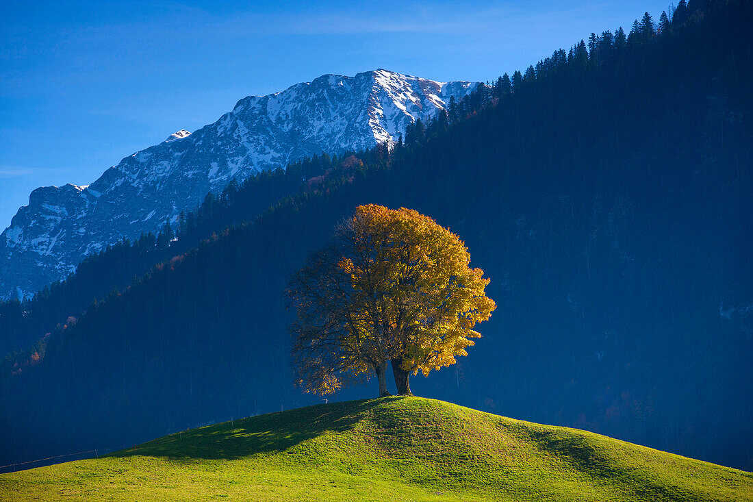 Charmey, Switzerland, Europe, canton Freiburg, meadow, tree, maple, autumn colouring, autumn, wood, forest, mountain